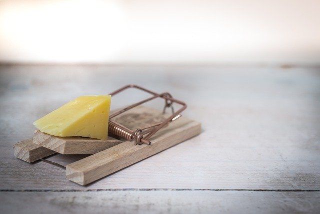 a mouse trap with cheese